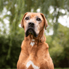MURPHY (réservé)