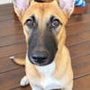 Isis la mini croisée malinoise