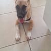 Isis la mini croisée malinoise