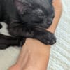 BERLIOZ