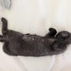 BERLIOZ