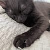 BERLIOZ