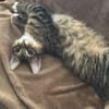 JACE ET FISHER À ADOPTER ENSEMBLE