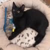 RITALINE À ADOPTER AVEC UN CHAT DÉJÀ PRÉSENT CHEZ VOUS