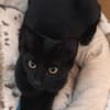 RITALINE À ADOPTER AVEC UN CHAT DÉJÀ PRÉSENT CHEZ VOUS
