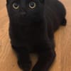 RITALINE À ADOPTER AVEC UN CHAT DÉJÀ PRÉSENT CHEZ VOUS