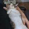 RODÉO A ADOPTER AVEC UN CHAT DÉJÀ PRÉSENT CHEZ VOUS