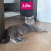 Lila