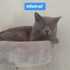Mistral