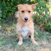 Scotty-Entzückender Hundejunge sucht sein Für-immer-Zuhause!