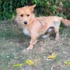 Scotty-Entzückender Hundejunge sucht sein Für-immer-Zuhause!