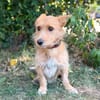 Scotty-Entzückender Hundejunge sucht sein Für-immer-Zuhause!