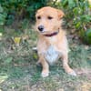 Scotty-Entzückender Hundejunge sucht sein Für-immer-Zuhause!