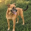 Mezi -Liebevolle Hundemama sucht ein sicheres Zuhause!