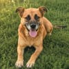 Mezi -Liebevolle Hundemama sucht ein sicheres Zuhause!