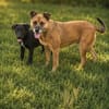 Mezi -Liebevolle Hundemama sucht ein sicheres Zuhause!