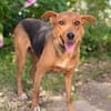 Haya-Sensible Hundemama auf der Suche nach Nähe und Geborgen