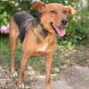 Haya-Sensible Hundemama auf der Suche nach Nähe und Geborgen