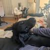 Mike sucht sein Körbchen für immer🐾