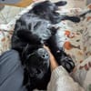 Mike sucht sein Körbchen für immer🐾