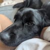 Mike sucht sein Körbchen für immer🐾