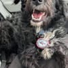 ❤🐾 ELLA SUCHT IHR FÜR-IMMER-ZUHAUSE 🐾❤