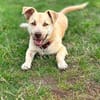 Joey  kleiner Familienhund mit großem Lernwillen