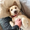 Joey  kleiner Familienhund mit großem Lernwillen