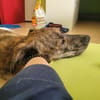 Nikita sucht ihren Platz auf dem Sofa