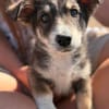 Fridolin  Kleiner Entdecker sucht seine Familie ❤
