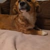 Luna sucht ihre Familie