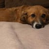 Luna sucht ihre Familie