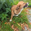 Luna sucht ihre Familie