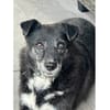 Lisann - Gnadenplatz oder Zuhause gesucht!