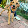 Filou sucht seine Menschen fürs Leben