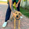 Filou sucht seine Menschen fürs Leben