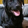 Naomi , Labi mix, sucht ihre Familie!