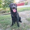 Naomi , Labi mix, sucht ihre Familie!