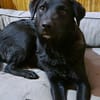 Naomi , Labi mix, sucht ihre Familie!