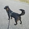 Naomi , Labi mix, sucht ihre Familie!