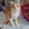 Süße Katzengeschwister Malu und Merlin