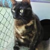Menschenbezogene Katze Candy