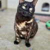 Menschenbezogene Katze Candy