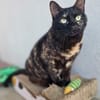 Menschenbezogene Katze Candy