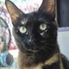 Menschenbezogene Katze Candy