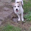ALICE - sucht ihr Zuhause für immer!