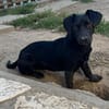 Lili -Kleine Dackel-Mix-Hündin sucht ihr Für-immer-Zuhause