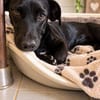 Lili -Kleine Dackel-Mix-Hündin sucht ihr Für-immer-Zuhause
