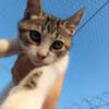 Süße Katzengeschwister Mia und Momo