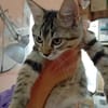 Süße Katzengeschwister Mia und Momo